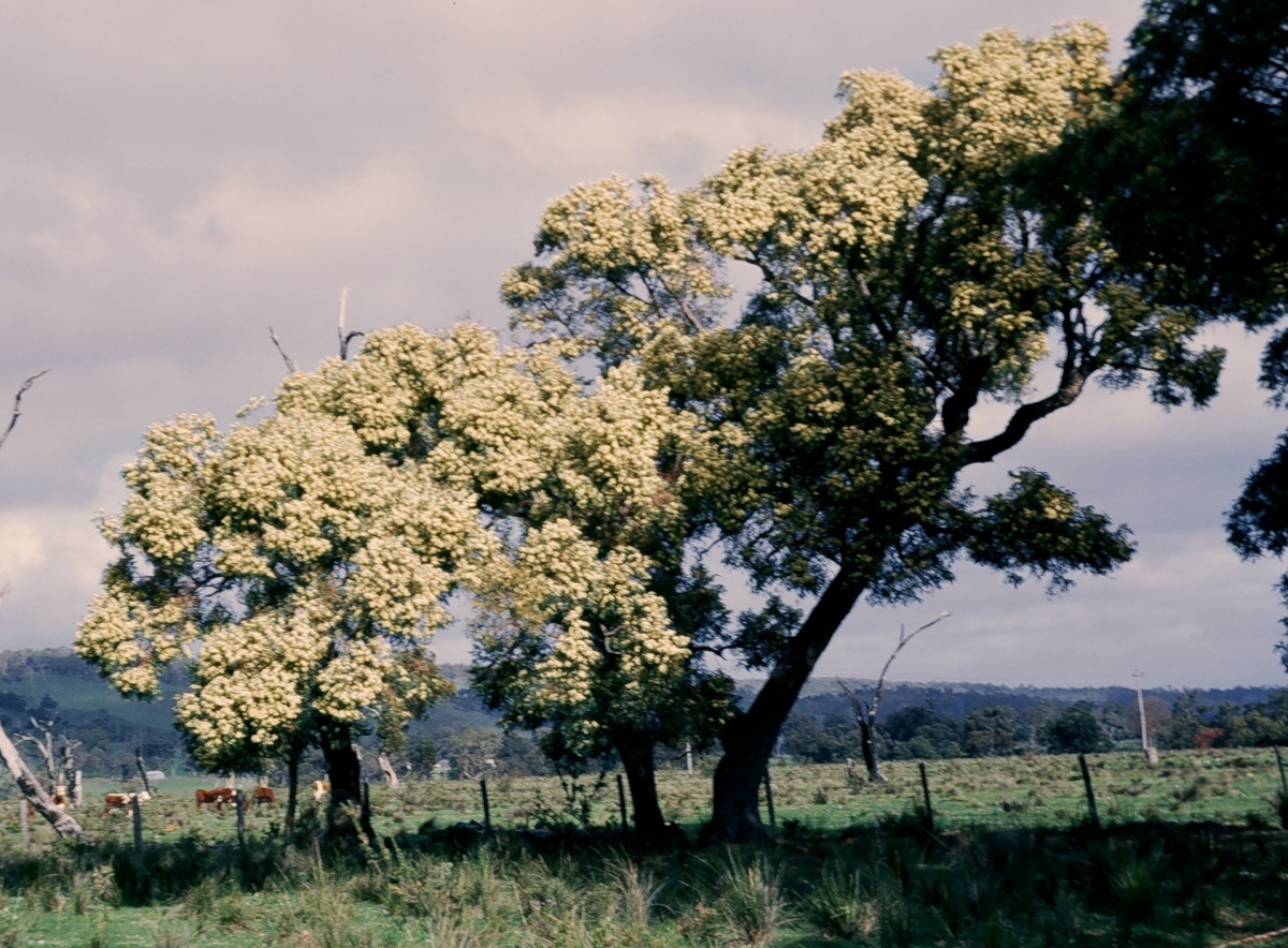 Jarrah (Eucalyptus marginata) - Robert Powell Tree Pictures